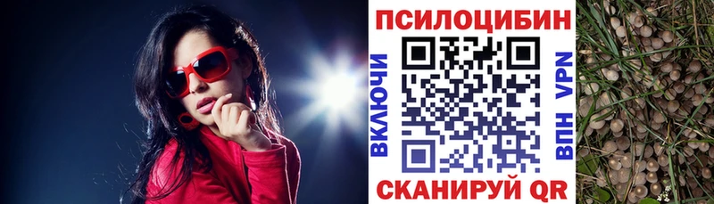 как найти наркотики  Новоузенск  Псилоцибиновые грибы Cubensis 